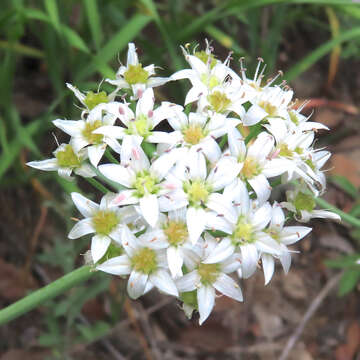 Image of Tanners Canyon onion