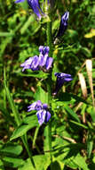 Слика од Lobelia siphilitica L.