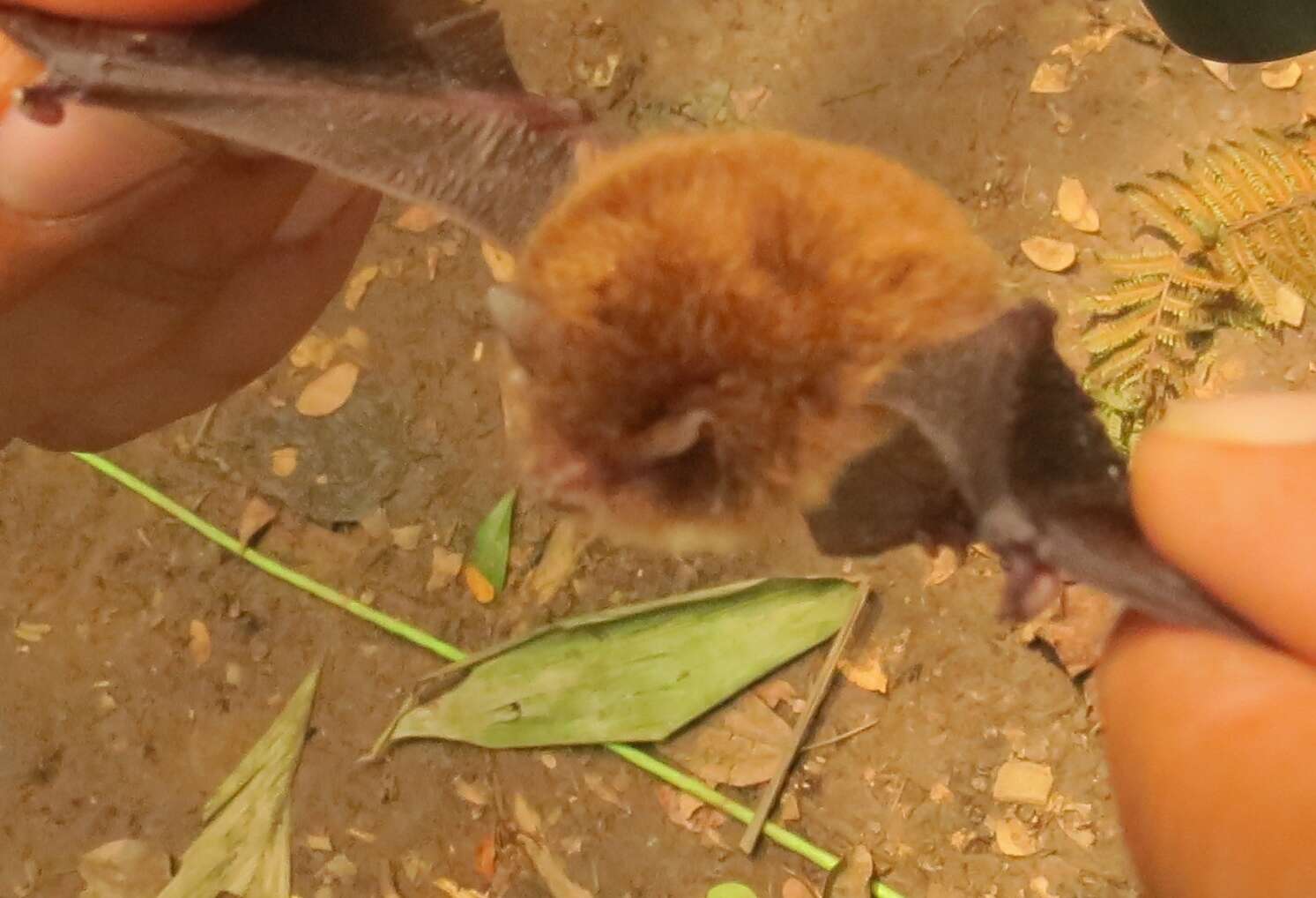 Image of disc-winged bats