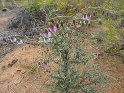 Image de Hermannia trifurca L.