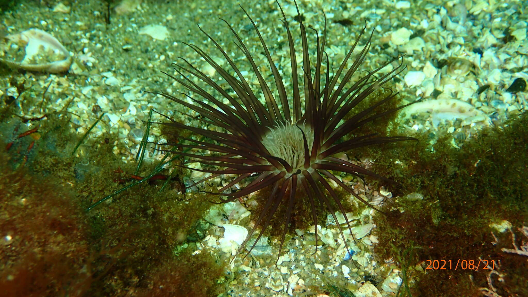 Image of Pachycerianthus borealis (Verrill 1873)