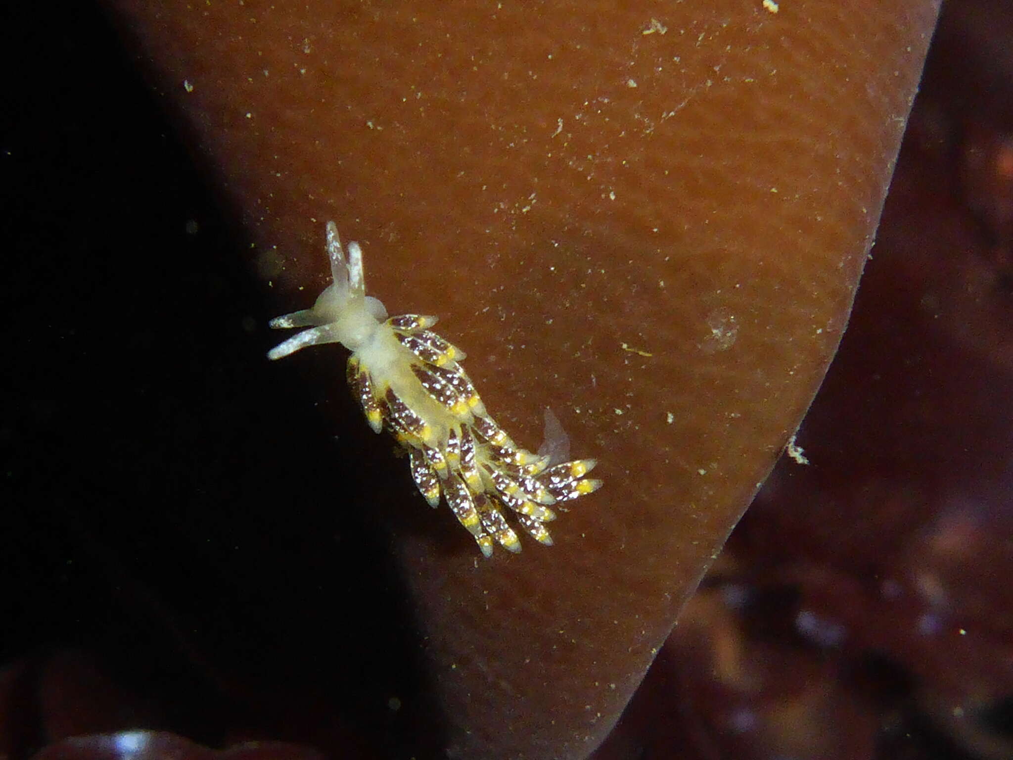 Image of Zelentia fulgens (MacFarland 1966)