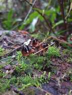 Sivun Mycena mulawaestris Grgur. 2003 kuva