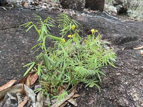 <i>Senna aciphylla</i> resmi