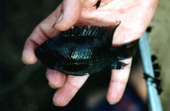 Image of Cichlasoma amazonarum Kullander 1983