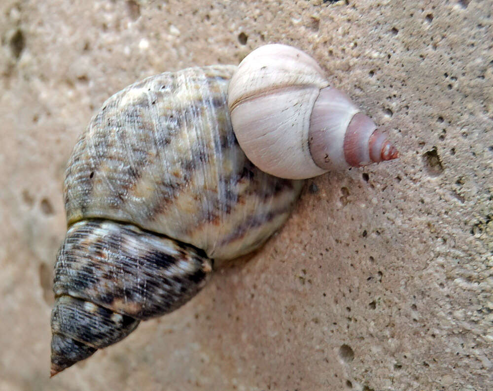 Image of Scarlet Periwinkle