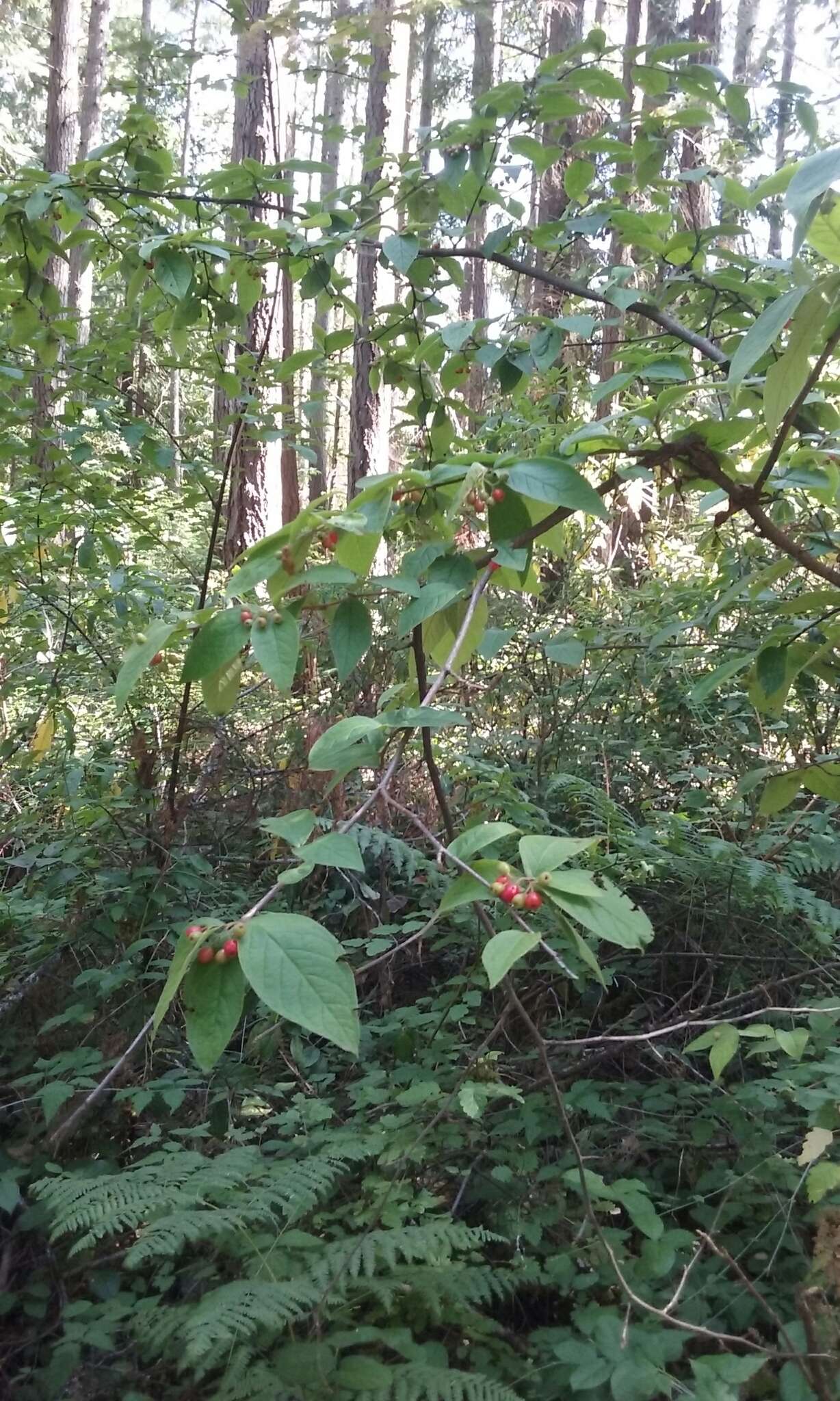 Image of hollyberry cotoneaster