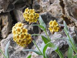 Image of Myosotis macrantha (Hook. fil.) Benth. & Hook. fil.