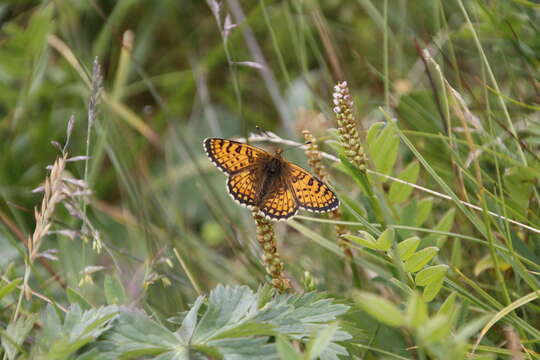 Plancia ëd Melitaea arcesia Bremer 1861