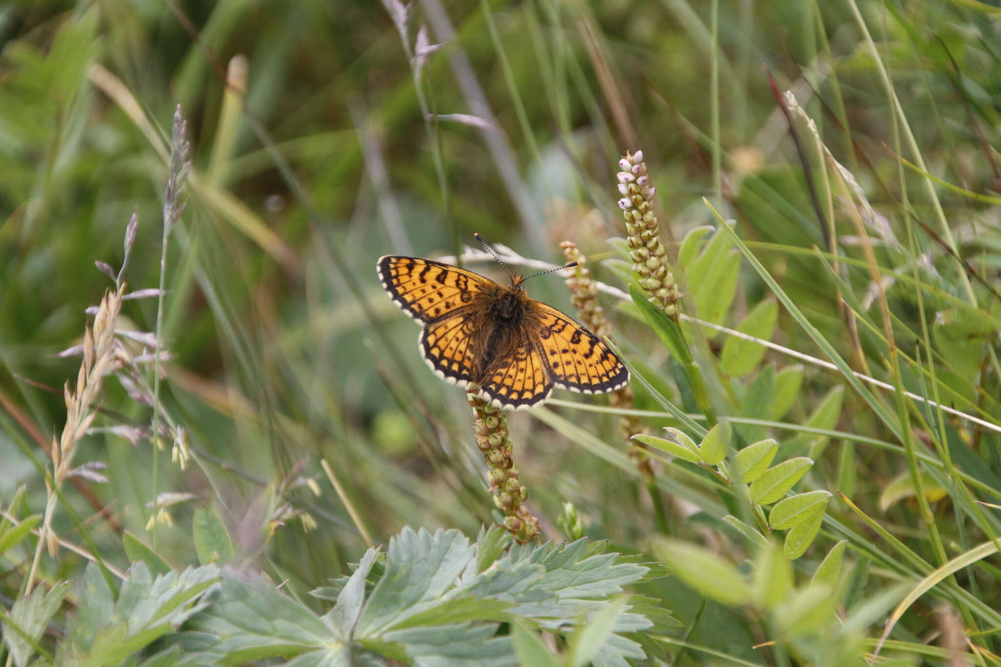 Image of Melitaea arcesia Bremer 1861