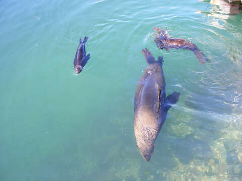 Image of Cape fur seal