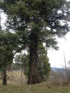 Image of Abies concolor (Gordon) Lindl. ex Hildebr.