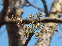 Plancia ëd Boswellia serrata Roxb. ex Colebr.