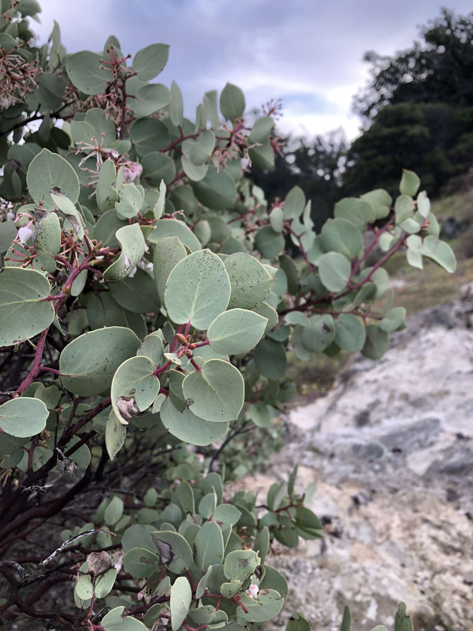 Arctostaphylos viscida subsp. pulchella (T. J. Howell) P. V. Wells resmi