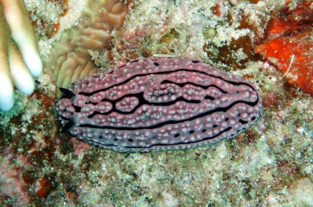 Image of Phyllidiella zeylanica (Kelaart 1859)