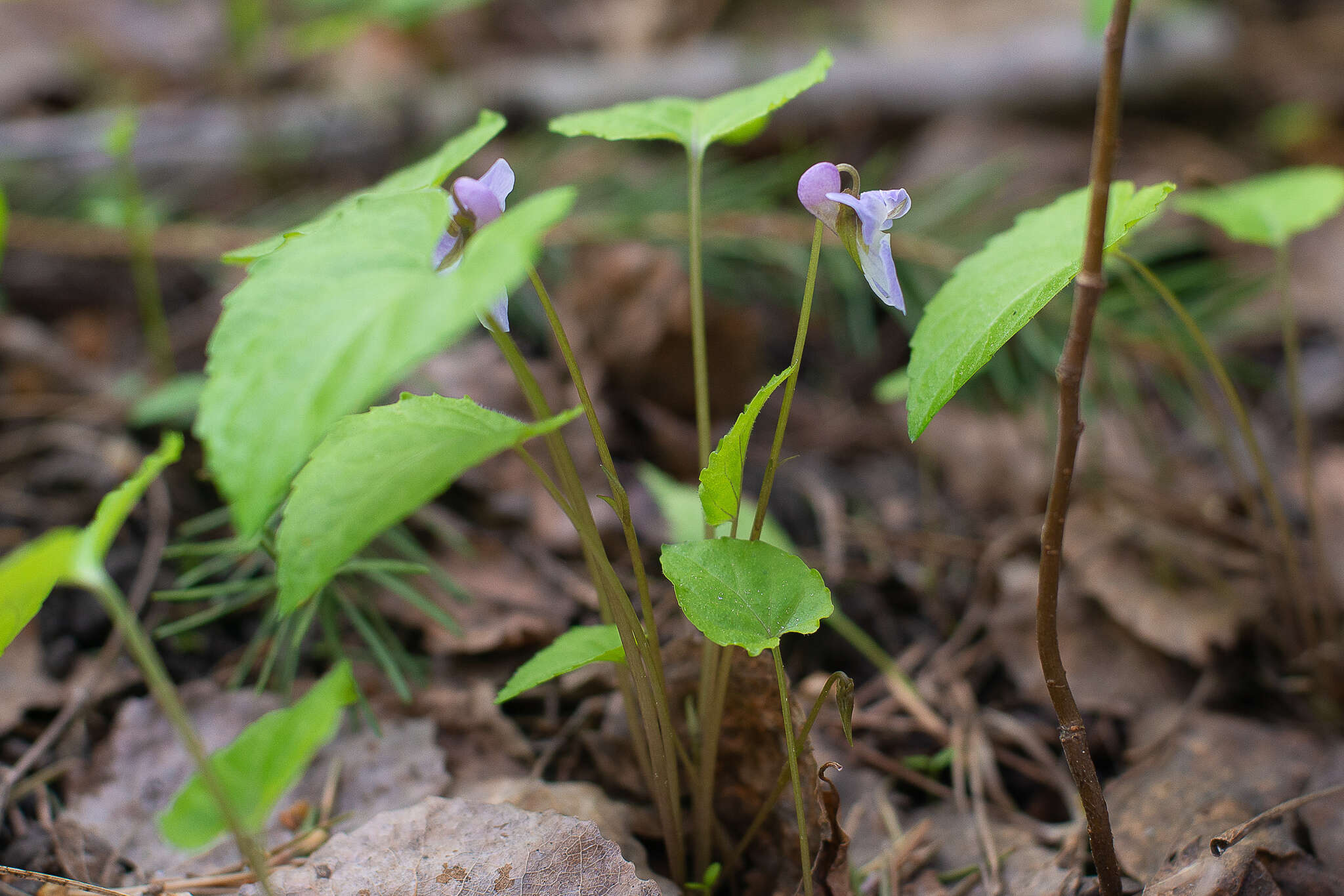 Image of Selkirk's violet