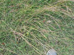 Image of Angleton bluestem