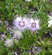 صورة Dianthus sternbergii Sibth.