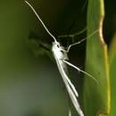 Image of Pterophorus monospilalis (Walker 1864)