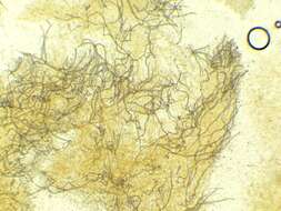 Image of Artomyces cristatus (Kauffman) Jülich 1982