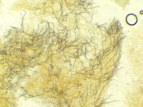 Image de Artomyces cristatus (Kauffman) Jülich 1982