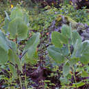 Image of Roldana sessilifolia (Hook. & Arn.) H. Rob. & Brettell