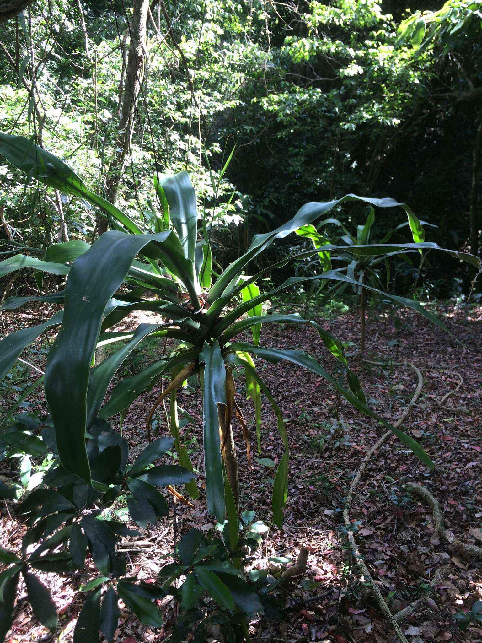 Image of large-leaved dragon tree