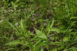 Image of Saussurea pseudotilesii Lipsch.