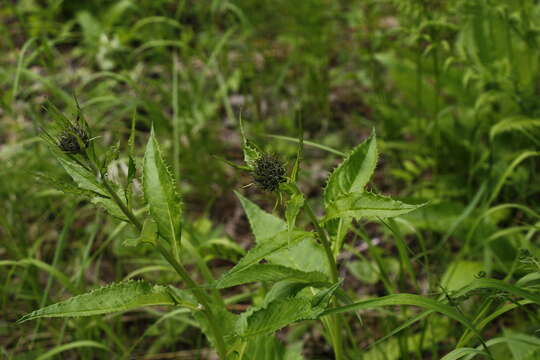 Image of Saussurea pseudotilesii Lipsch.