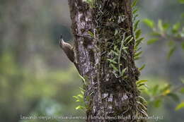 Image of Planalto Woodcreeper