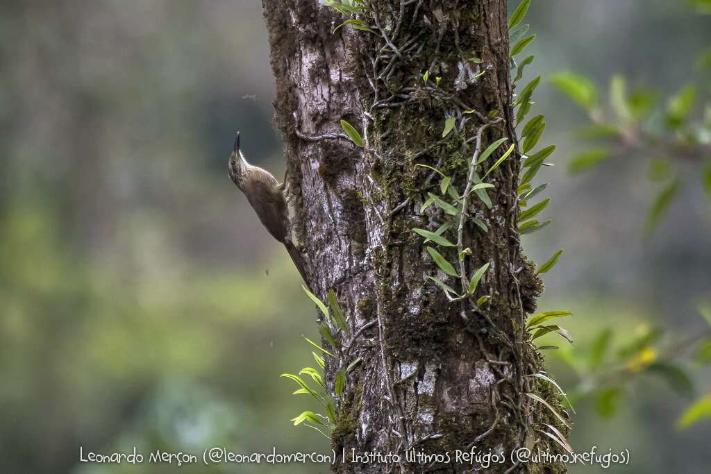 Image of Planalto Woodcreeper