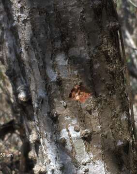 صورة Erythrina chiapasana Krukoff