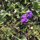 Oxytropis kamtschatica Hulten resmi