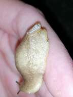 Image of Shelled slug