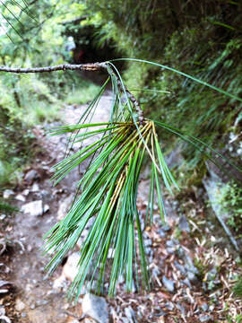 Image of Pinus armandii var. mastersiana (Hayata) Hayata