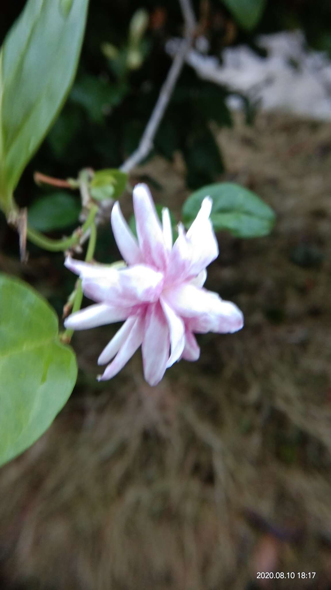 Image of Arabian jasmine