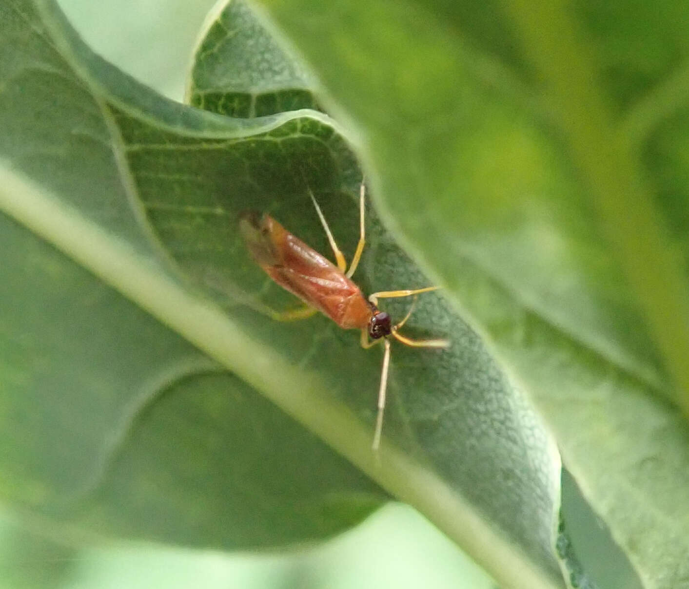 Image of Phylus melanocephalus (Linnaeus 1767)