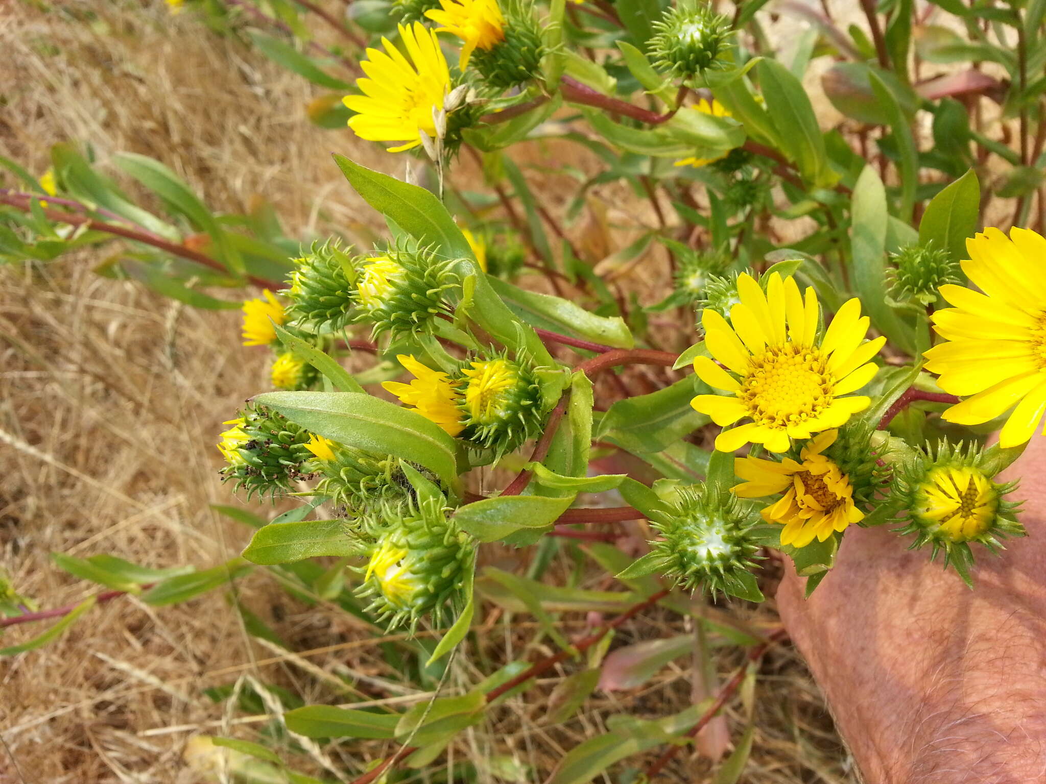 Image of Entire-leaved Gumweed