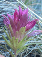 Image of Shasta owl's-clover