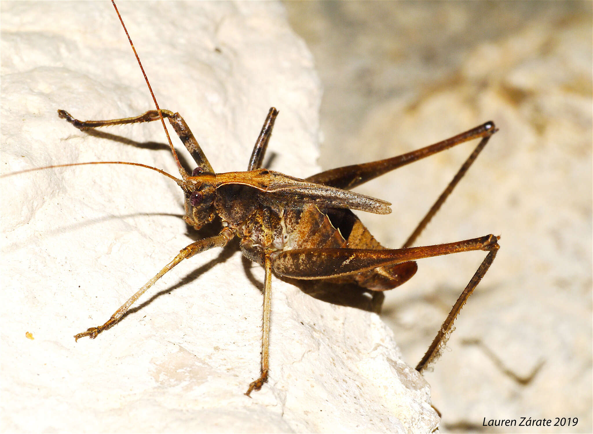 Image of Insara acutitegmina Fontana, Buzzetti, Mariño-Pérez & P. L. García García 2011