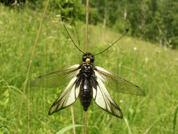 Sivun Libelloides sibiricus (Eversmann 1850) kuva