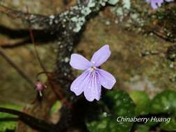 Imagem de Viola formosana Hayata