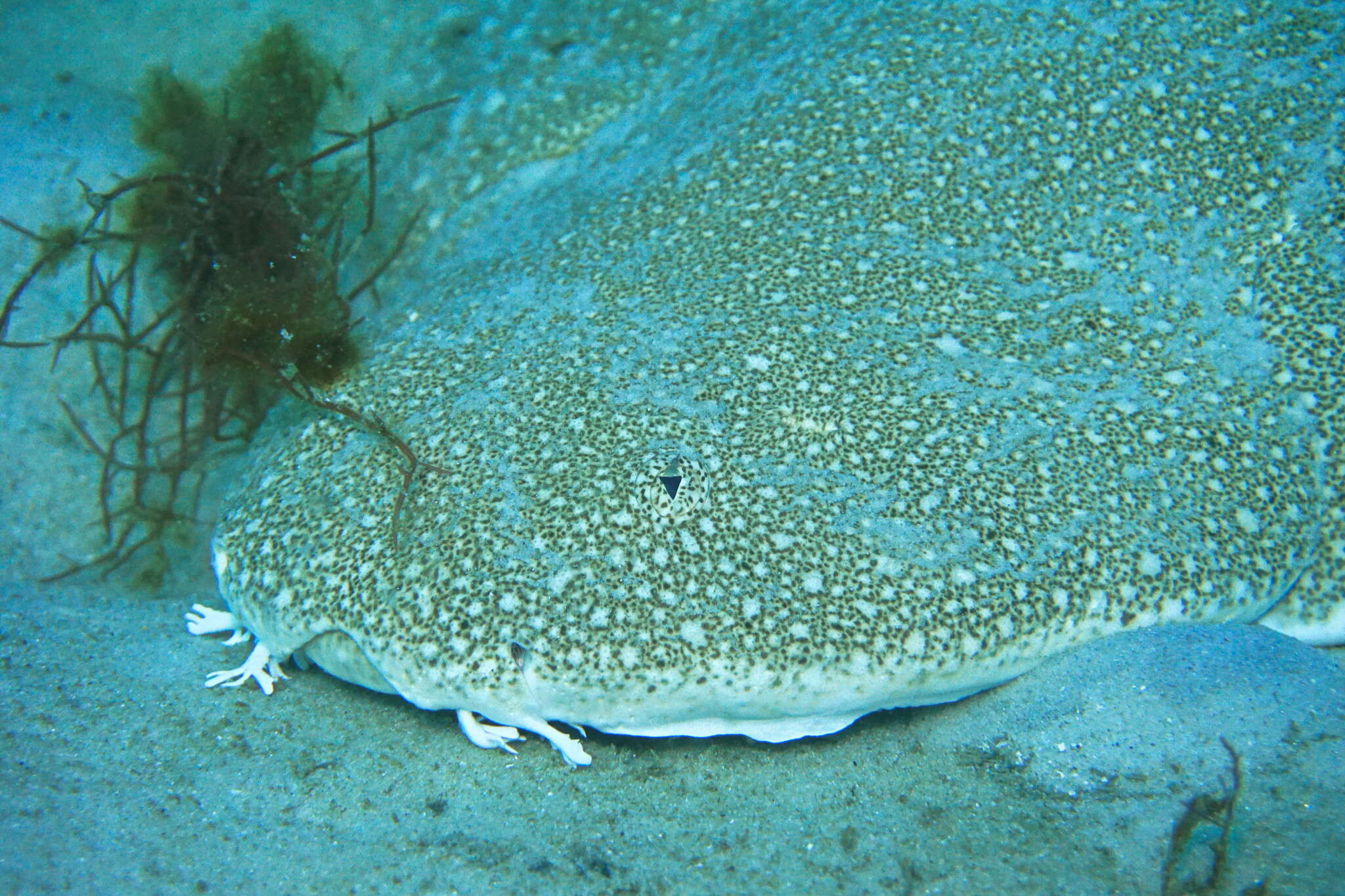 Image of Australian Angel Shark