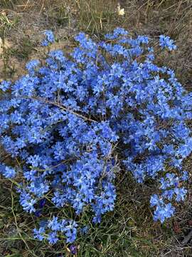 Image of Blue Lechenaultia