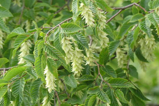 Image of European Hop-hornbeam