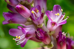 Image of Lachenalia salteri W. F. Barker