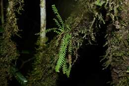 Image of Jamaican lellingeria