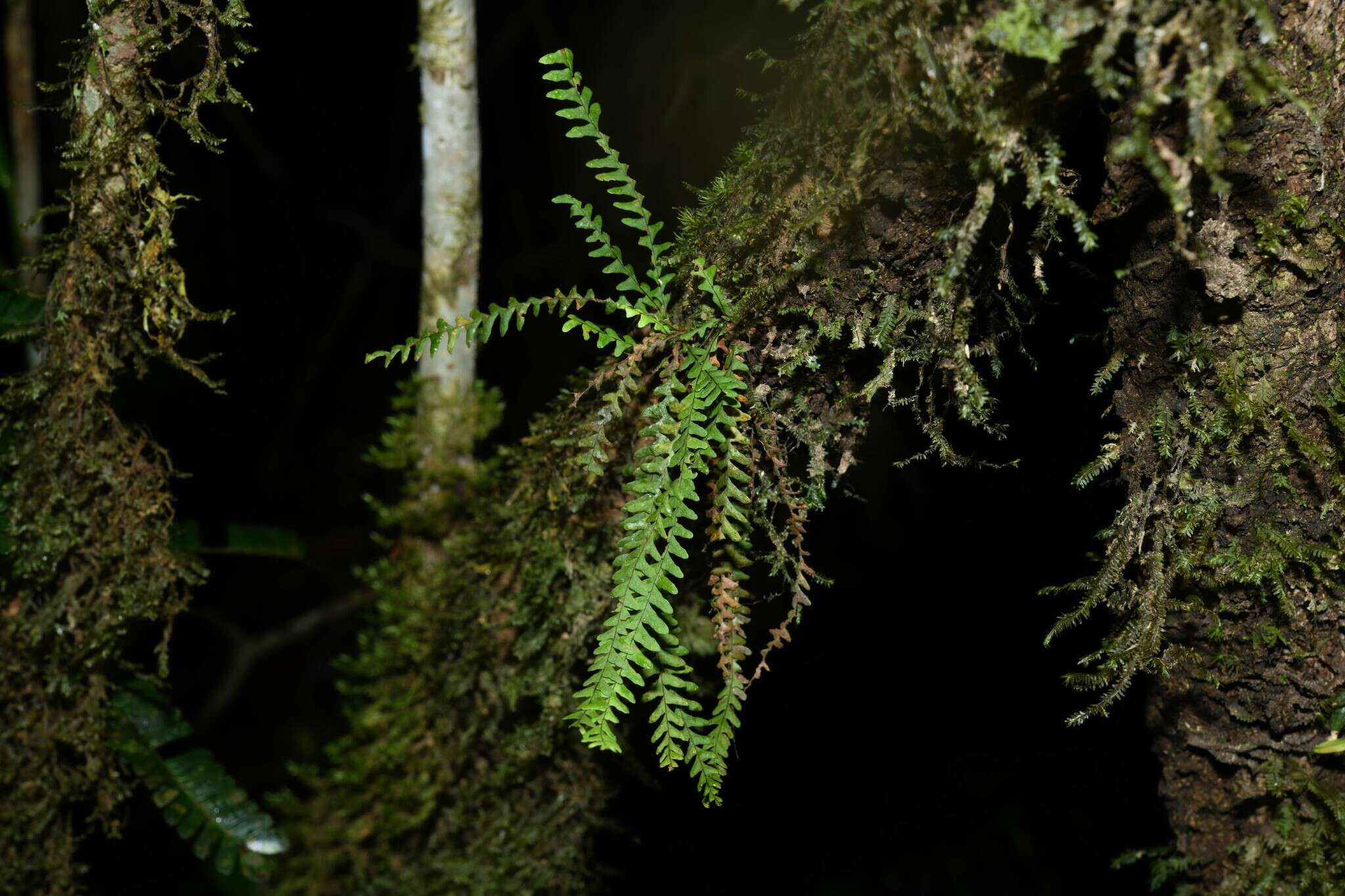 Image of Jamaican lellingeria