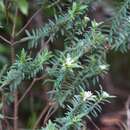 Image of Pimelea tomentosa (J. R. & G. Forst.) Druce