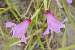 Image of Gladiolus ochroleucus Baker